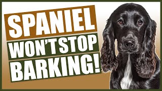 How To Stop Your SPANIEL Barking [upl. by Odlavso49]