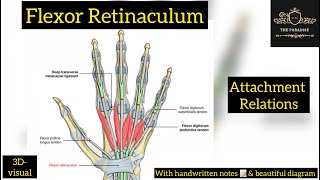 Flexor Retinaculum of Hand 🖐️  Attachments  Relations  anatomynote anatomy Handamppalm [upl. by Monk760]