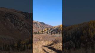 Colorado Elk Hunt 2024 music countrymusic viralvideo like viralshorts hankwilliams [upl. by Luna314]