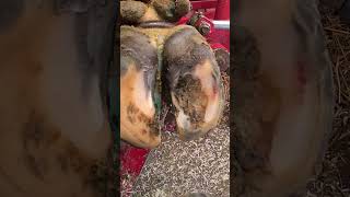 Huge Flap of Hoof Removed from Cow Hoof [upl. by Annavahs637]