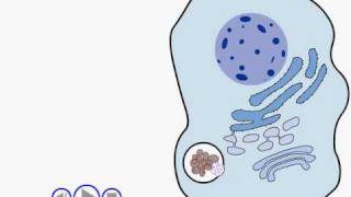 endocytosis animation2avi [upl. by Nyrhtak]