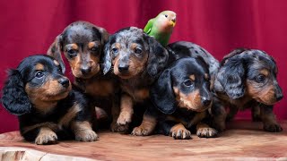 Hilarious and Adorable Dachshund Dog Compilation 90 Moments of Laughter and Cuteness Re Upload [upl. by Mihalco372]