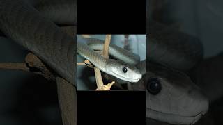 Black mamba snake and lion snake lion facts venom wildlifeanimals poision tiktok reels [upl. by Boutis]