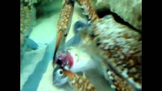 Crab eats fish alive [upl. by Olmsted]