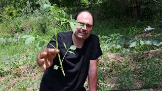 Come potare le piante di pomodoro datterino [upl. by Nicodemus]