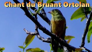 BRUANT ORTOLAN  Chant doiseau [upl. by Ydnal]