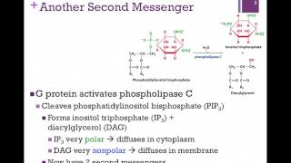 071Phospholipase C Pathway [upl. by Meraree]