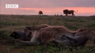 Lion vs Hyena  Narrated by David Attenborough [upl. by Kristy312]