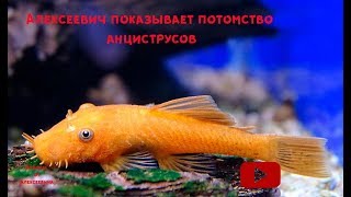 Анциструс супер ред  обыкновенный Ancistrus dolichopterus [upl. by Eenat674]