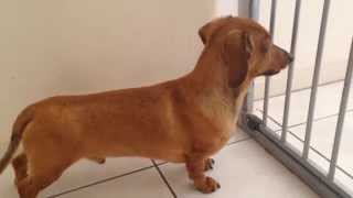 Skoloogi the miniature dachshund howling [upl. by Hallie958]