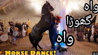 Best Horse Dance 2024  Ludi Dance 2024  Padhrar Pail Program [upl. by Aneetak228]