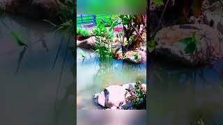 Get A Natural look Pond with Amazing waterfalls  landscaping Ideas [upl. by Kciregor]