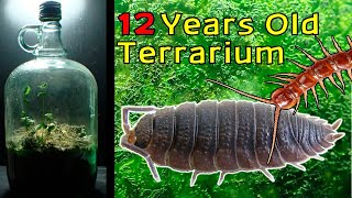 12 Year Old Terrarium  Life Inside a closed jar Over a decade in isolation [upl. by Hime102]