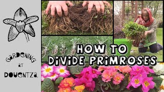 How to Divide Primroses amp Polyanthus  Quick and Easy Guide [upl. by Wheaton]