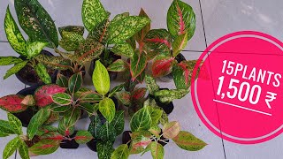 aglaonema combo plants available [upl. by Nosremaj]