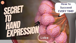 The Secret to Hand Expression  Breast Anatomy  Breast Feeding Tips [upl. by Yeldnarb]