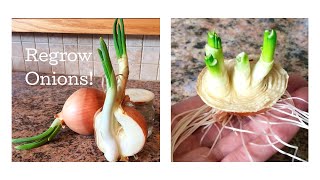 THREE WAYS TO GROW SPRING ONIONS  how to grow spring onions at home [upl. by Eddy559]