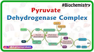 Pyruvate dehydrogenase complex  Animation   Mechanism  Regulation and inhibitors  USMLE Step 1 [upl. by Linsk]