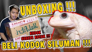 UNBOXING SILUMAN KODOK SEKERDUS [upl. by Lladnew]