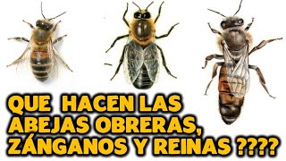 QUE HACEN LAS ABEJAS OBRERAS ZÁNGANAS Y REINAS [upl. by Arrik]