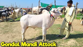 Gondal Mandi Attock Latest Update  Cattle for Bakra Eid  Eid ul Adha 2024  Cow Livestock [upl. by Anesuza]