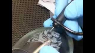 Etching A Dog On A Wine Glass With A Turbo Carver [upl. by Aivartal]