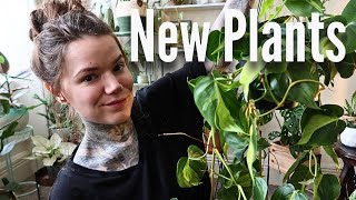 Ive Been Plant Shopping Houseplant Haul  Rare amp Unique Indoor Plants [upl. by Halford]