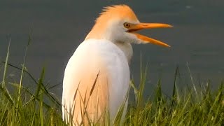 Cattle egret call sound amp activities  Bird [upl. by Owain]