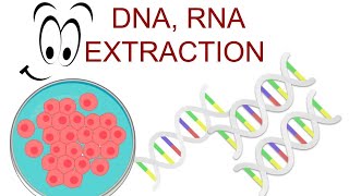 🧬 DNA and RNA EXTRACTION  Nucleic Acid Isolation  Adwoa Biotech [upl. by Oeram]