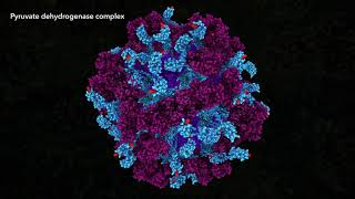 Pyruvate Dehydrogenase Complex 2021 Drew Berry wehitv [upl. by Worrell]