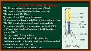 T4 Bacteriophage [upl. by Aiciram]