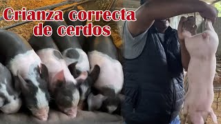 ¿Cómo criar correctamente a tus cerdos  Granja San Lucas [upl. by Ardiedak89]