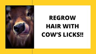 Regrow Hair With Cow Licks  Origin of Minoxidil Motherofallgenes dbalasubramanian [upl. by Skiest]