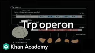 Trp operon [upl. by Sirc104]