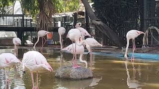 A flock of greater flamingos and their enclosure [upl. by Ait]