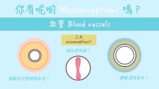 DSE BIO 同血管相關的三大misconceptions 你又會唔會錯？ DSE BIO 2012 MCQ31amp32  2013 MCQ31  2018 MCQ34 [upl. by Yelroc]