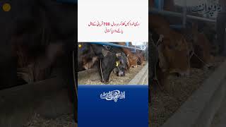 Desi Food Khila Kar Har Saal Apne Modern Kettle Farm Mein 700 Qurbani Ke Janwar Palne Wala Pakistani [upl. by Assyle]