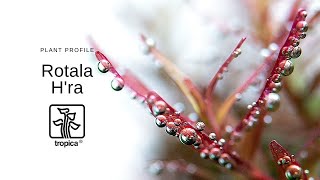 Rotala rotundifolia Hra [upl. by Oicaroh]