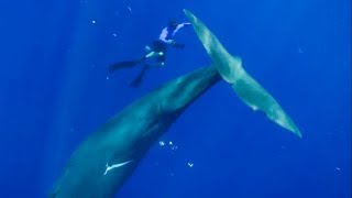 The Best Whale Moments Captured on Film  Top 5  BBC Earth [upl. by Addiego]