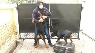 Rottweiler dogs meet owner after a long time Dog welcoming owner [upl. by Ahseel752]