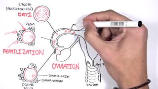 Embrology  Day 0 7 Fertilization Zygote Blastocyst [upl. by Yrdnal]