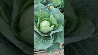 Cabbages looking beautiful farming gardening cabbage [upl. by Iverson]