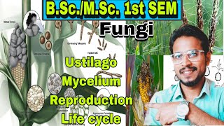 BSc MSc 1St sem Fungi ustilago mycelium reproduction life cycle botany Lecture  Ashok sir [upl. by Cerelia]