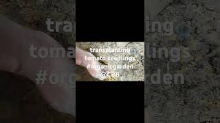 transplanting tomato seedlings  organicgarden shortvideosbattubrewah creativity [upl. by Leuqcar]