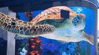 🐳🐬🐙 Nassau Bahamas Aquariums Full Video [upl. by Siroval]