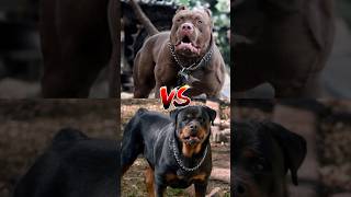 Cone Corso VS Tibetan Mastiff VS pitbull VS rottweiler VS kangal shorts [upl. by Acirederf]