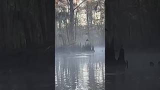 Pair of Wood Ducks in the Timber duckhunting woodduck duck ducks swamp hunting hunt outdoor [upl. by Xela]