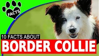 10 Cool and Interesting Facts About Border Collie Dogs 101 [upl. by Christal]