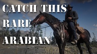 HOW TO GET THE WARPED BRINDLE ARABIAN HORSE Red Dead Redemption 2 [upl. by Iinde329]