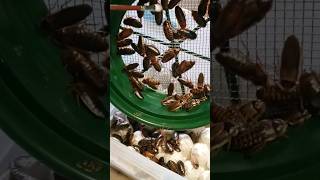 Sorting Dubia Roach Colony Breeders from baby Roaches [upl. by Moore]